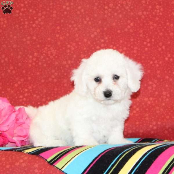 Lilac, Bichon Frise Puppy